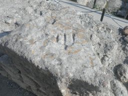 Trizybec (1)