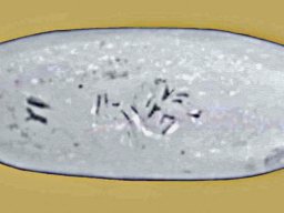 YI Anatolia 2250 g. pr. n.e.