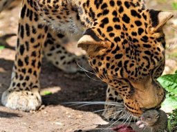 _c1_e0_f0_f1_20_e8_20_d1_ee_ec_ee_f0