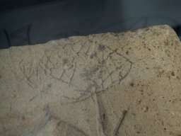 DSC_0302-1