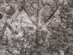DSCN4518