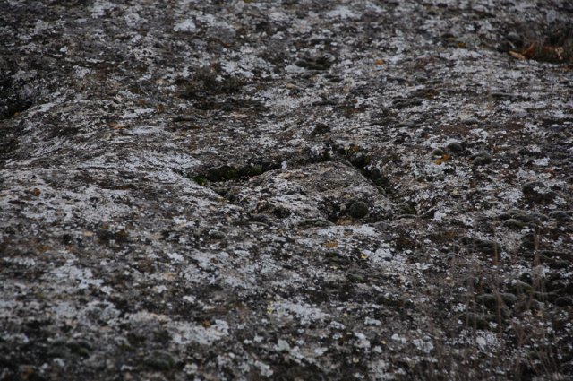 DSC_0691-1