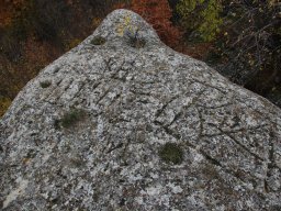 DSC_0702-1