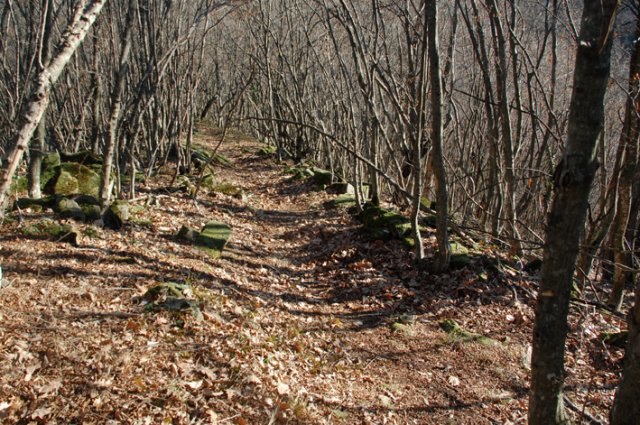 DSC_9665-1