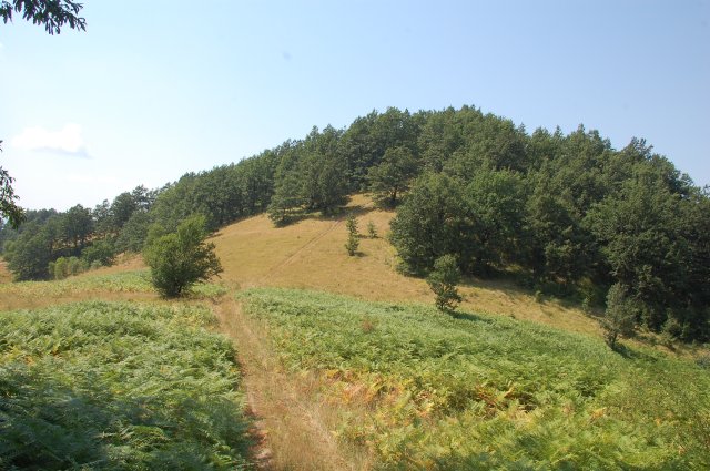 DSC_7984