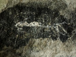 DSC_4222-1