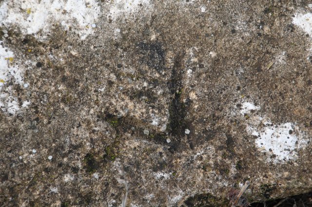 DSC_0187-1