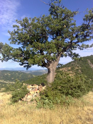 baiderek