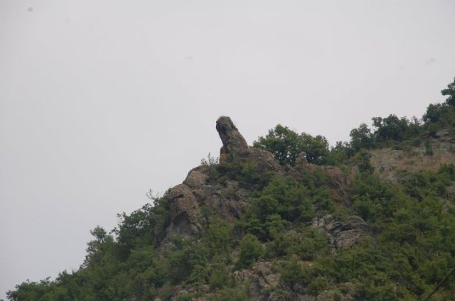 Borovica