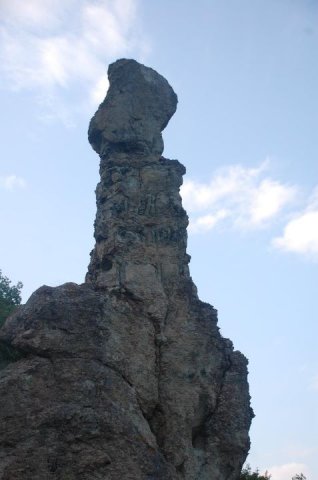 borovica10