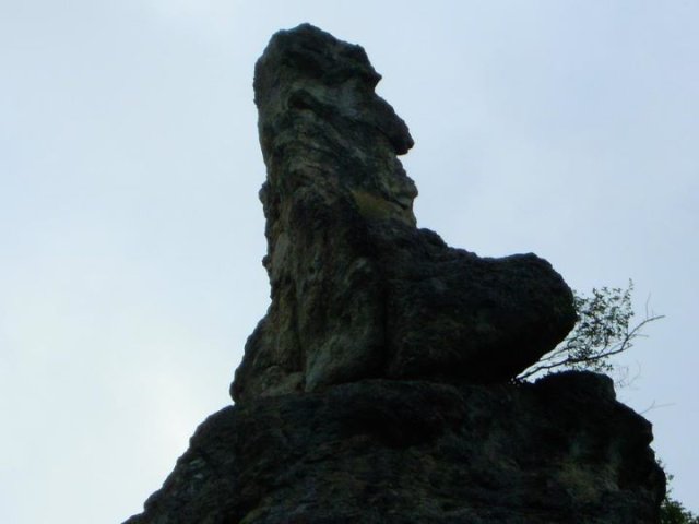 borovica11
