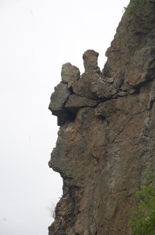 borovica2