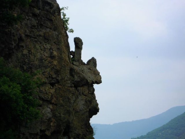 borovica3