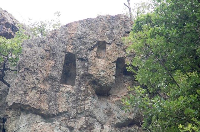 borovica4