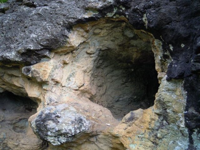 borovica5
