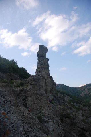 borovica9