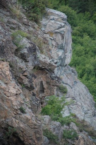 nisha-borovica