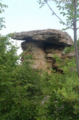 priturenkamuk-borovica2