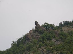 Borovica