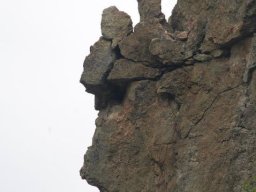 borovica2