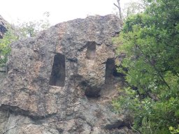 borovica4