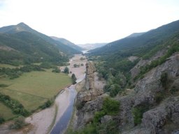 borovica8