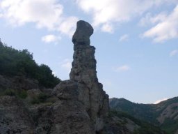 borovica9