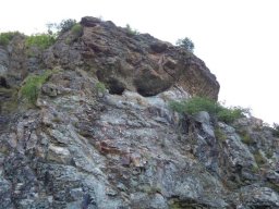 ochi-borovica