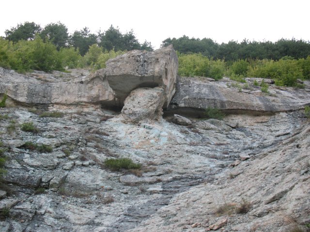pticata2