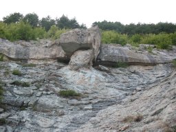 pticata2
