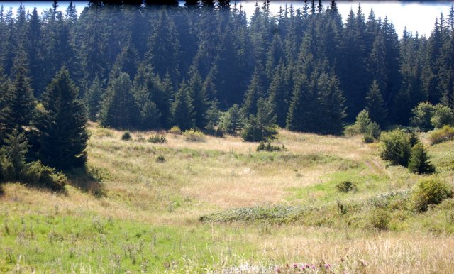 DSC_1193-1