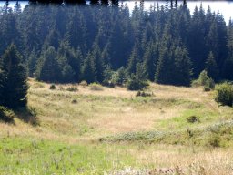 DSC_1193-1