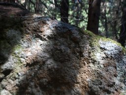 DSC_8814-1