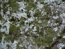 DSC_8837-1