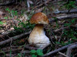 DSC_8907-1