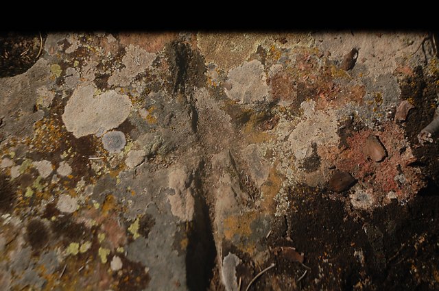 DSC_0410-1