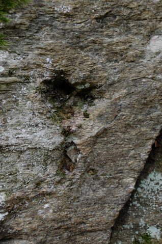 DSC_7315-1