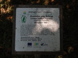DSC_2651-1