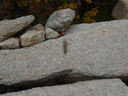 DSC_2219