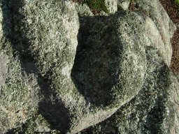 DSC02703-1