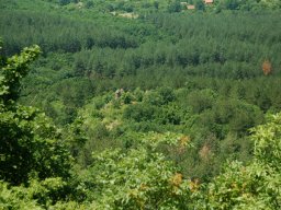 DSC_1550-1