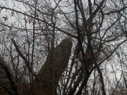 DSC_6730-1