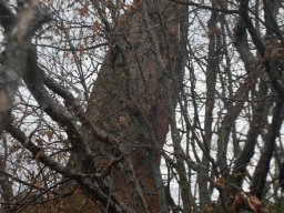 DSC_6742-1