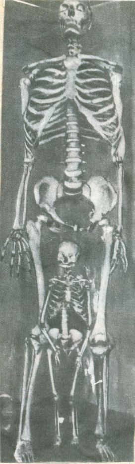 velikan