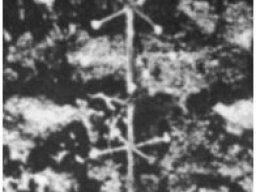 antenna